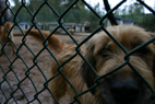 Novo abrigo para animais
